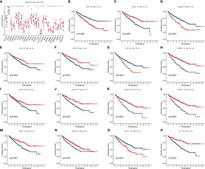 Identification of disulfidptosis related subtypes, characterization of tumor microenvironment infiltration, and development of DRG prognostic prediction model in RCC, in which MSH3 is a key gene during disulfidptosis